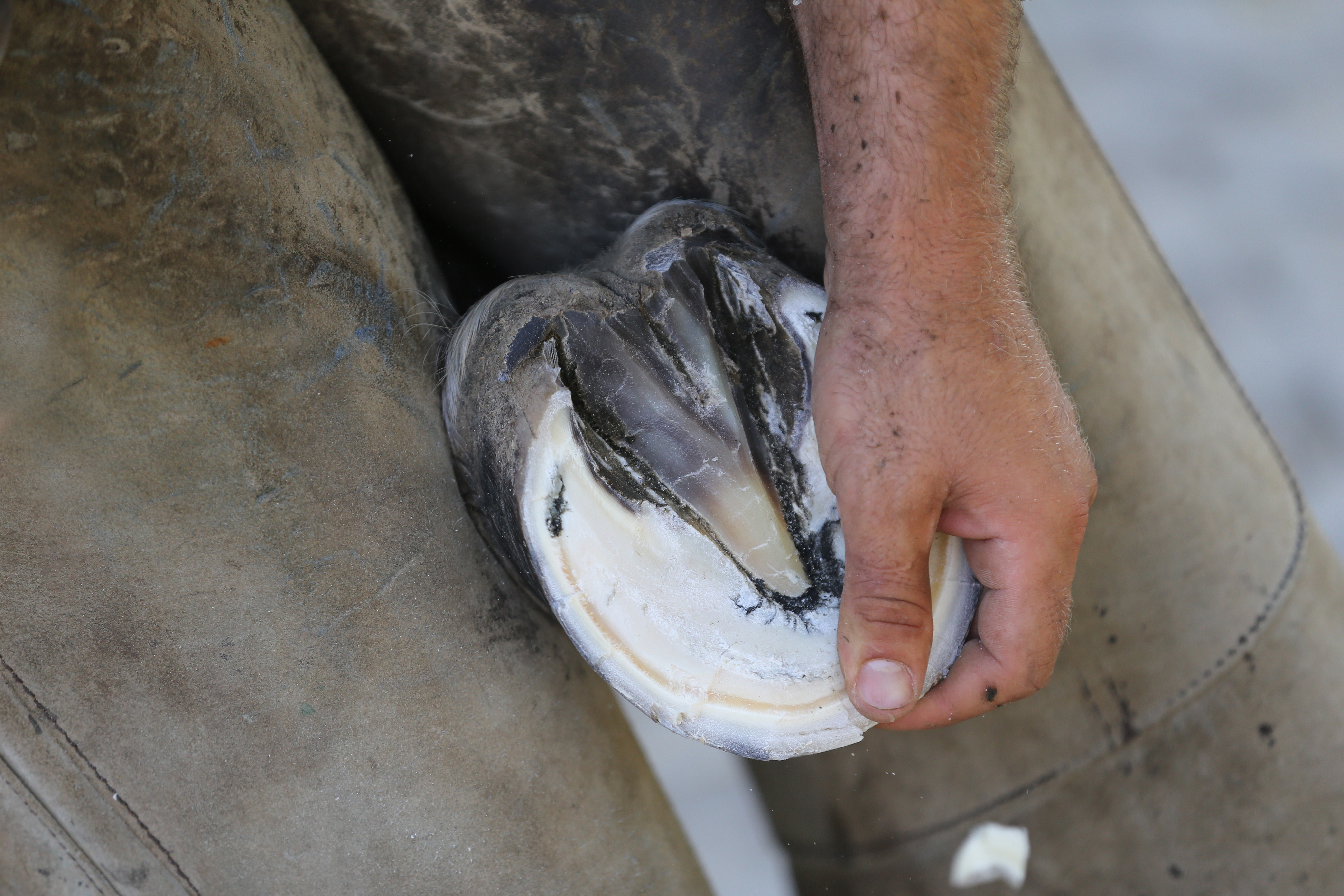 Hufbearbeitung Beispiel 1